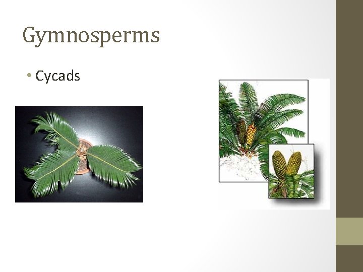 Gymnosperms • Cycads 