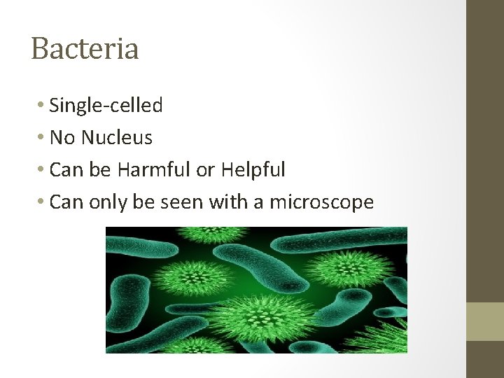 Bacteria • Single-celled • No Nucleus • Can be Harmful or Helpful • Can