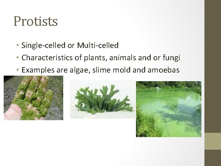 Protists • Single-celled or Multi-celled • Characteristics of plants, animals and or fungi •
