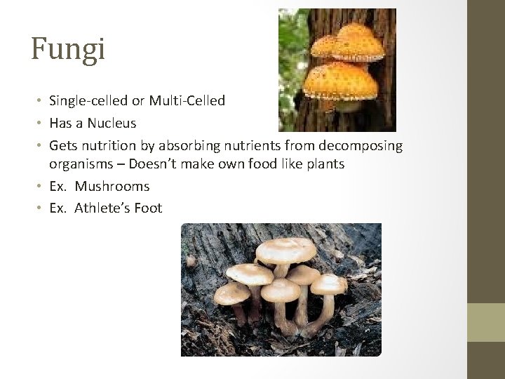 Fungi • Single-celled or Multi-Celled • Has a Nucleus • Gets nutrition by absorbing