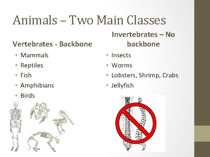 Animals – Two Main Classes Invertebrates – No backbone Vertebrates - Backbone • •