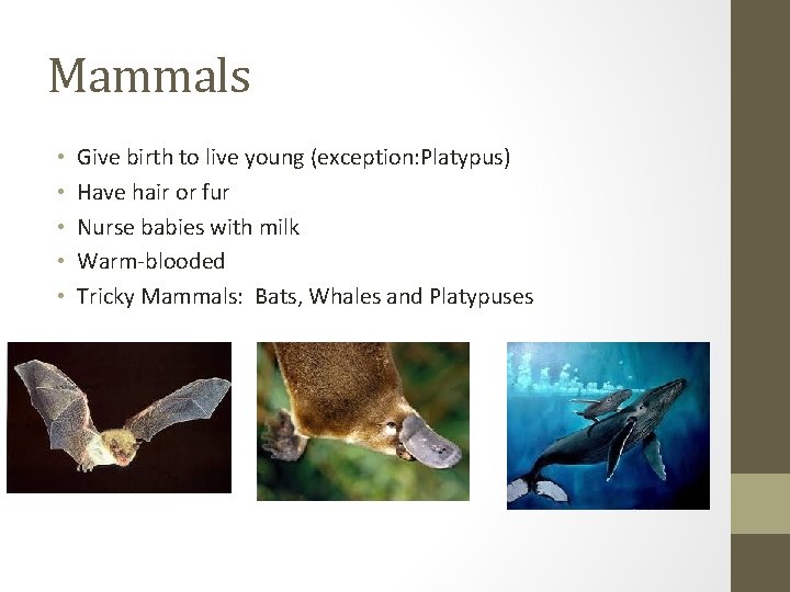 Mammals • • • Give birth to live young (exception: Platypus) Have hair or