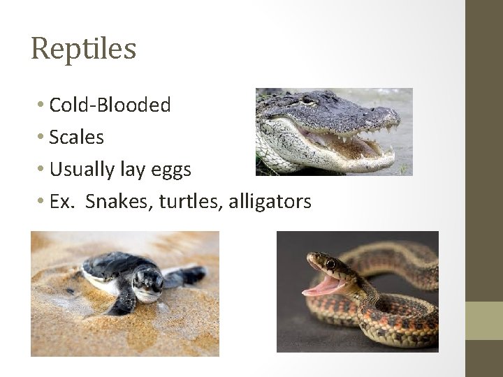 Reptiles • Cold-Blooded • Scales • Usually lay eggs • Ex. Snakes, turtles, alligators