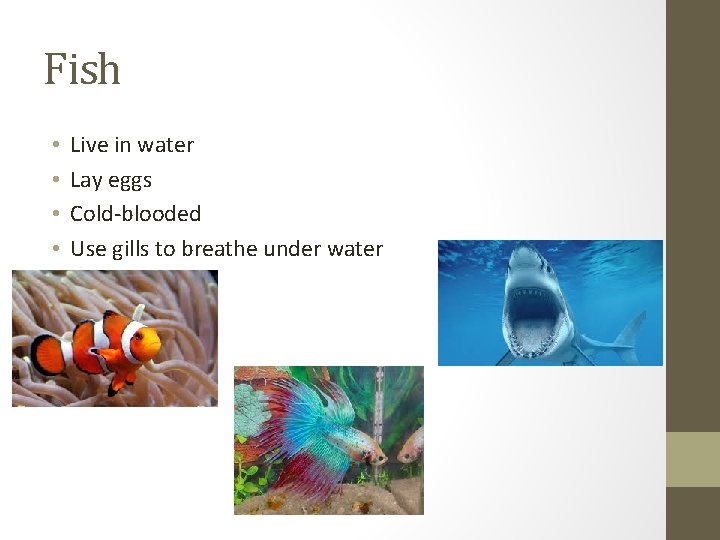 Fish • • Live in water Lay eggs Cold-blooded Use gills to breathe under