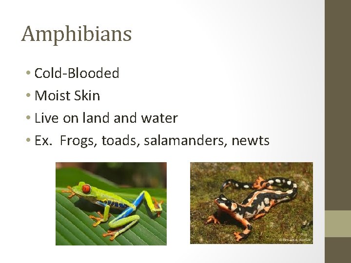 Amphibians • Cold-Blooded • Moist Skin • Live on land water • Ex. Frogs,