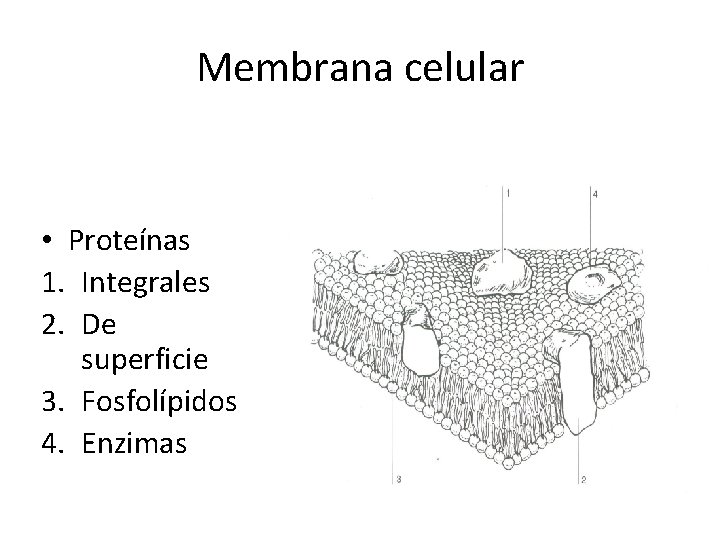 Membrana celular • Proteínas 1. Integrales 2. De superficie 3. Fosfolípidos 4. Enzimas 