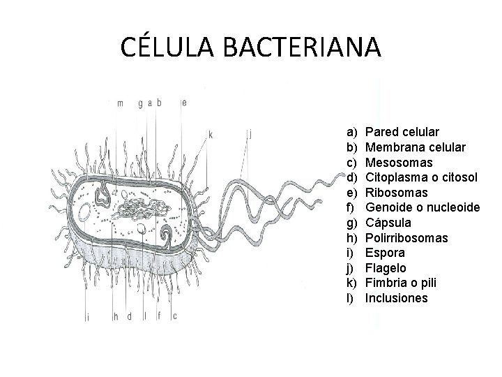 CÉLULA BACTERIANA a) b) c) d) e) f) g) h) i) j) k) l)