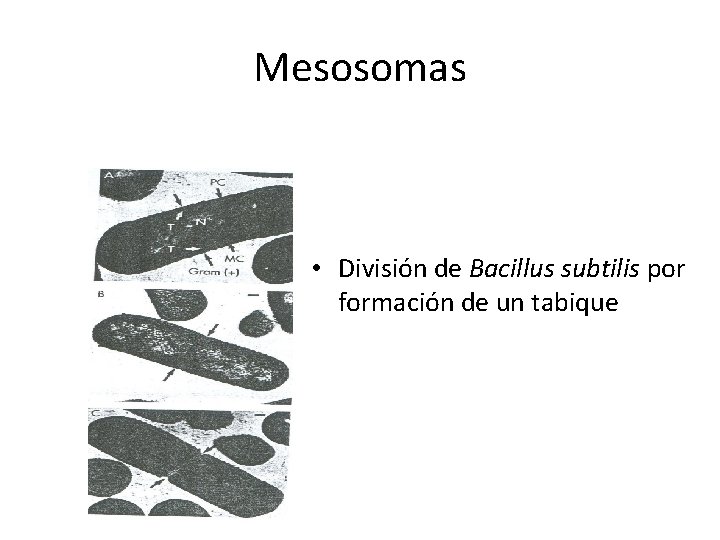 Mesosomas • División de Bacillus subtilis por formación de un tabique 