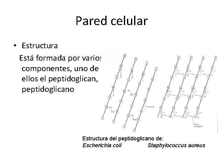 Pared celular • Estructura Está formada por varios componentes, uno de ellos el peptidoglican,