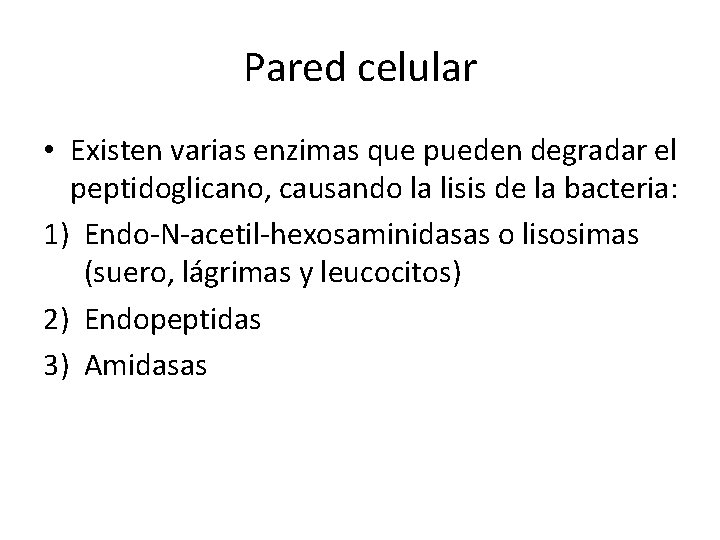 Pared celular • Existen varias enzimas que pueden degradar el peptidoglicano, causando la lisis