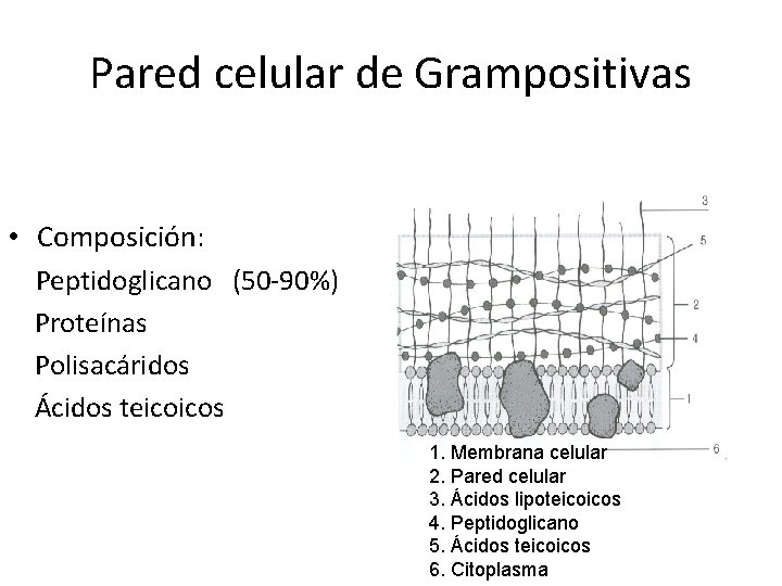 Pared celular de Grampositivas • Composición: Peptidoglicano (50 -90%) Proteínas Polisacáridos Ácidos teicoicos 1.