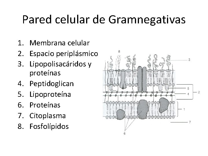 Pared celular de Gramnegativas 1. Membrana celular 2. Espacio periplásmico 3. Lipopolisacáridos y proteínas