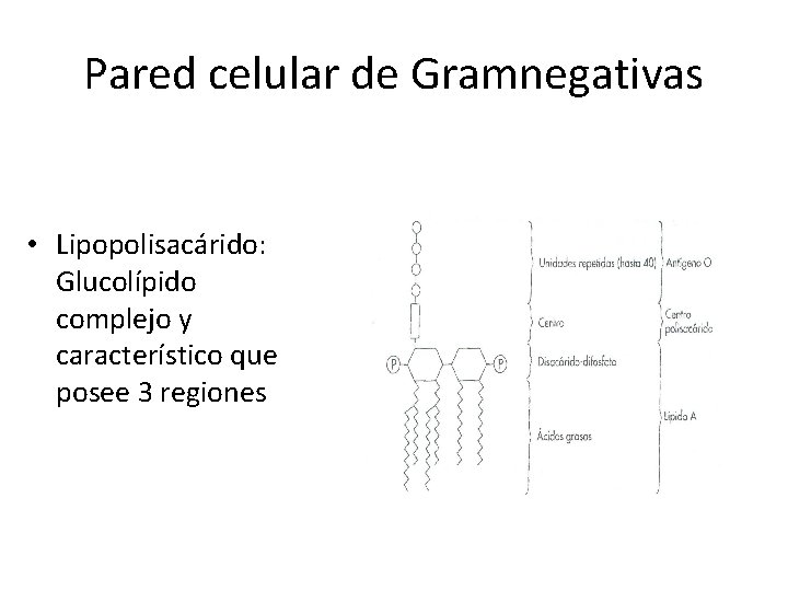 Pared celular de Gramnegativas • Lipopolisacárido: Glucolípido complejo y característico que posee 3 regiones