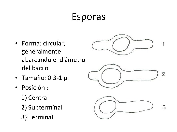 Esporas • Forma: circular, generalmente abarcando el diámetro del bacilo • Tamaño: 0. 3