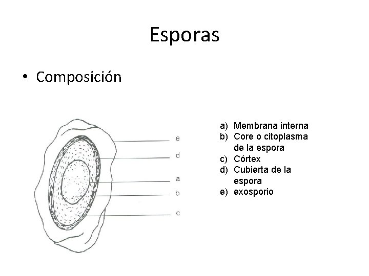 Esporas • Composición a) Membrana interna b) Core o citoplasma de la espora c)