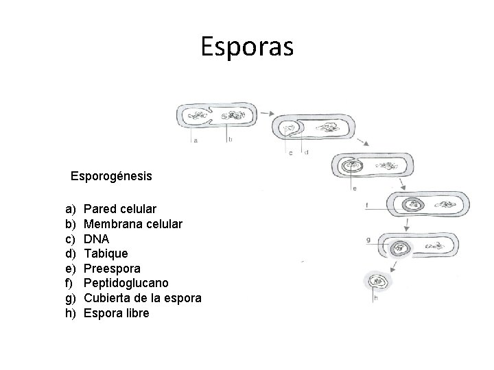 Esporas Esporogénesis a) b) c) d) e) f) g) h) Pared celular Membrana celular