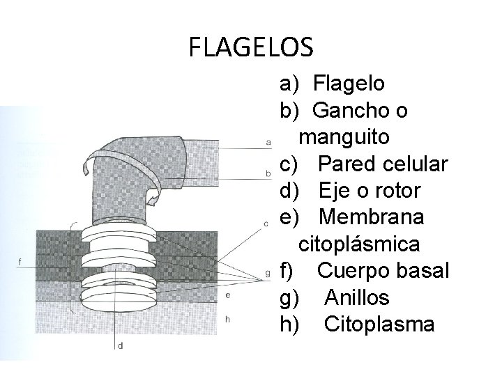 FLAGELOS a) Flagelo b) Gancho o manguito c) Pared celular d) Eje o rotor