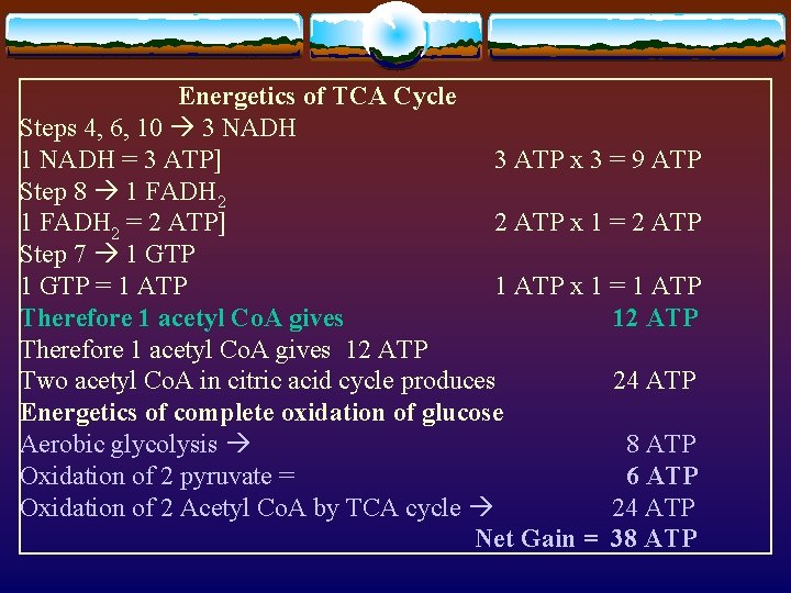 Energetics of TCA Cycle Steps 4, 6, 10 3 NADH 1 NADH = 3