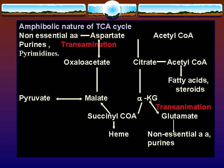 Amphibolic nature of TCA cycle Non essential aa Aspartate Acetyl Co. A Purines ,