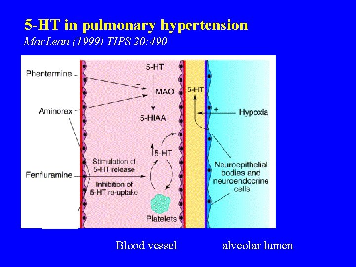 5 -HT in pulmonary hypertension Mac. Lean (1999) TIPS 20: 490 Blood vessel alveolar