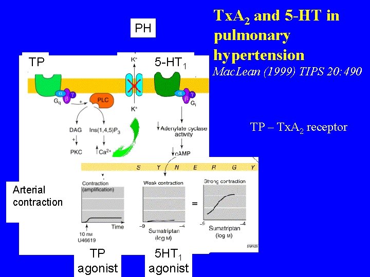 PH 5 -HT 1 TP TP Tx. A 2 and 5 -HT in pulmonary