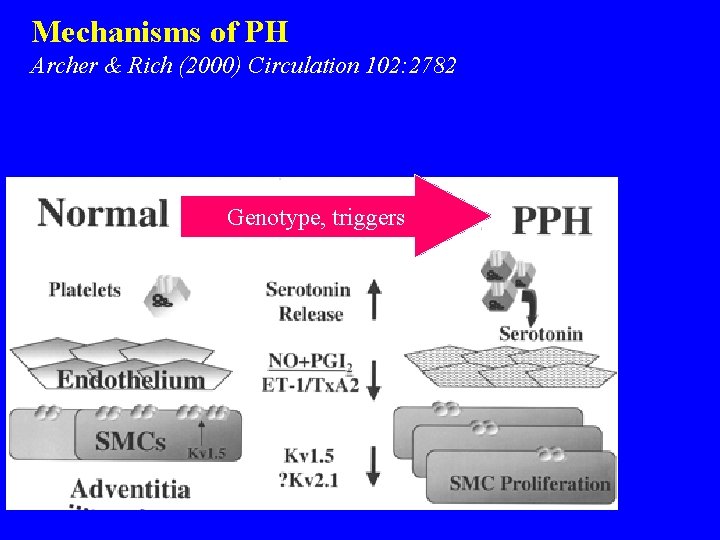 Mechanisms of PH Archer & Rich (2000) Circulation 102: 2782 Genotype, triggers 