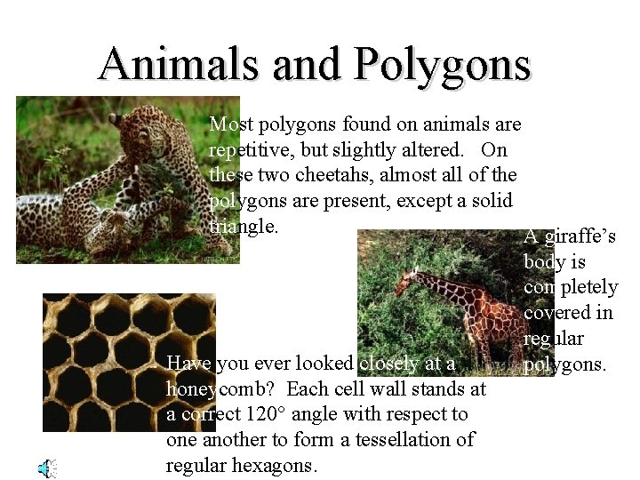 Animals and Polygons Most polygons found on animals are repetitive, but slightly altered. On