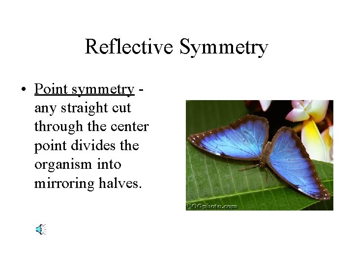 Reflective Symmetry • Point symmetry any straight cut through the center point divides the