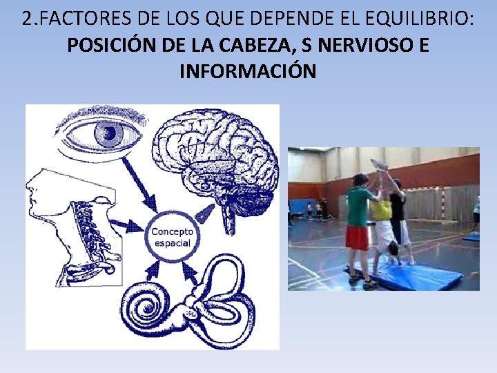2. FACTORES DE LOS QUE DEPENDE EL EQUILIBRIO: POSICIÓN DE LA CABEZA, S NERVIOSO