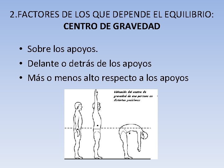 2. FACTORES DE LOS QUE DEPENDE EL EQUILIBRIO: CENTRO DE GRAVEDAD • Sobre los