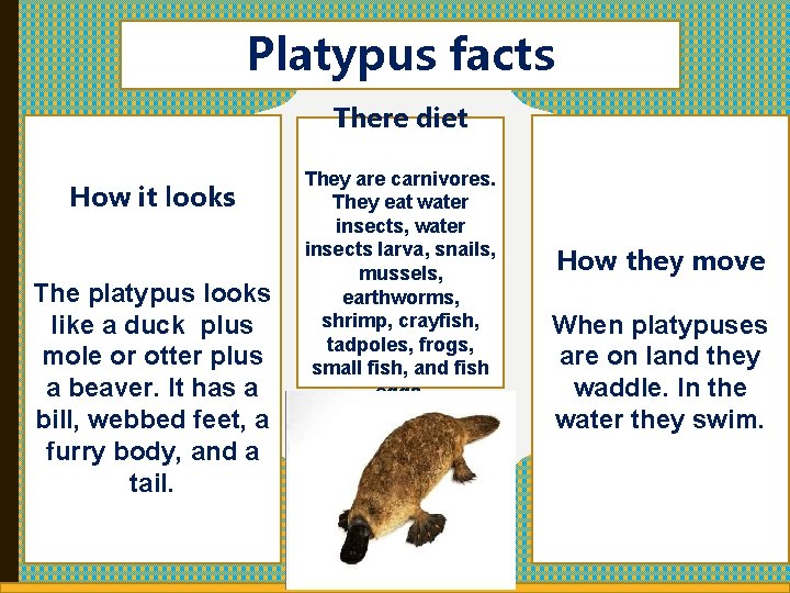 Platypus facts There diet How it looks The platypus looks like a duck plus