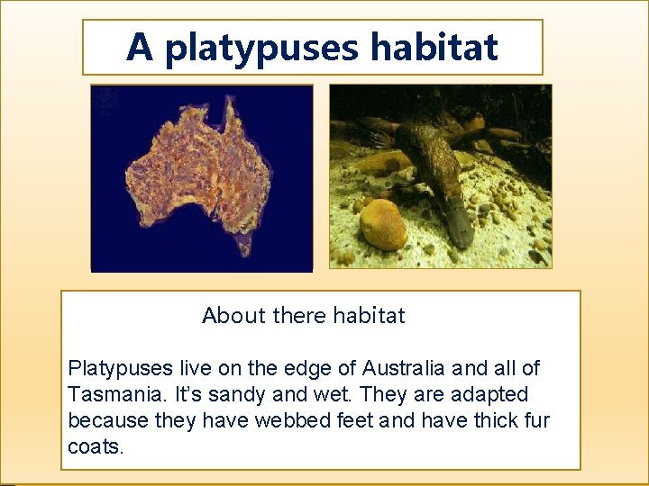 A platypuses habitat Map showing where your animal lives Picture showing your animal in