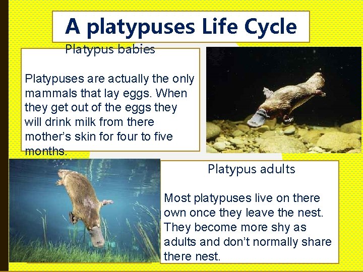 A platypuses Life Cycle Platypus babies Platypuses are actually the only mammals that lay