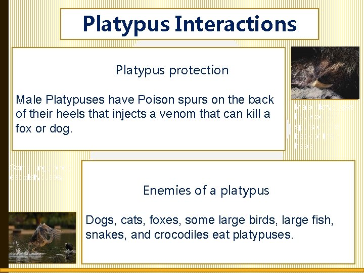 Platypus Interactions Platypus protection Male Platypuses have Poison spurs on the back of their