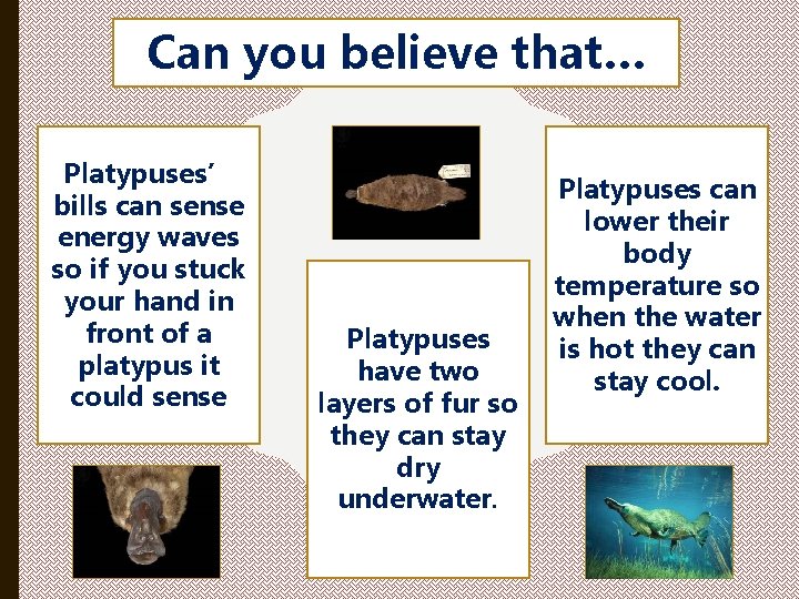 Can you believe that… Platypuses’ bills can sense energy waves so if you stuck