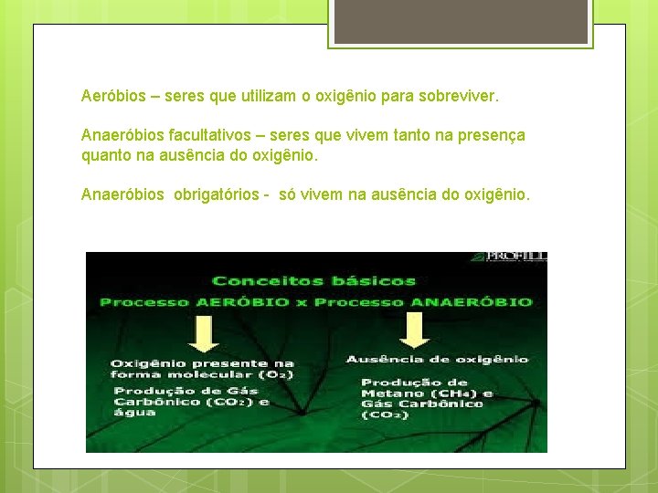 Aeróbios – seres que utilizam o oxigênio para sobreviver. Anaeróbios facultativos – seres que