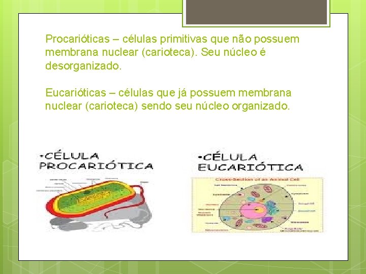 Procarióticas – células primitivas que não possuem membrana nuclear (carioteca). Seu núcleo é desorganizado.