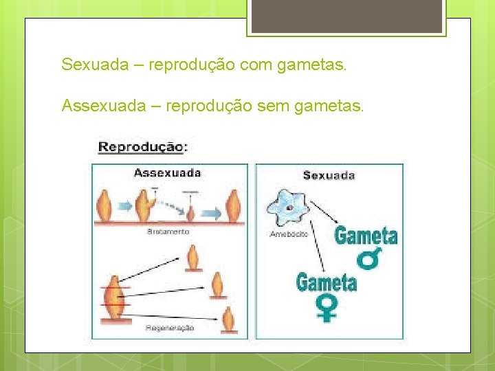 Sexuada – reprodução com gametas. Assexuada – reprodução sem gametas. 