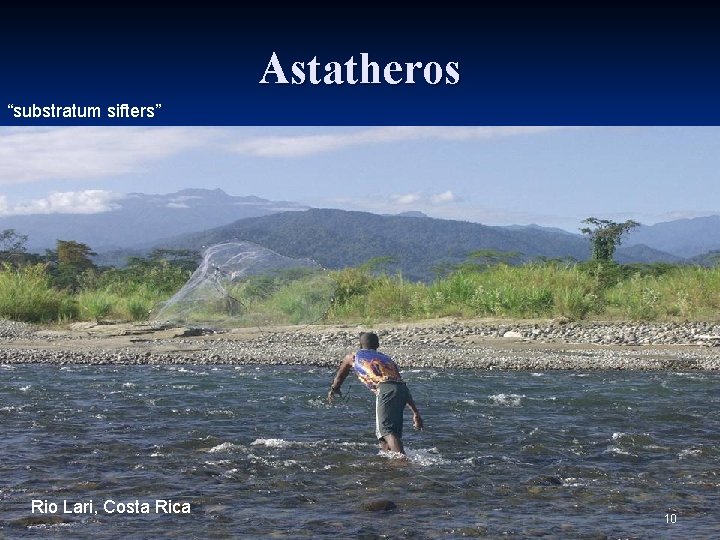 Astatheros “substratum sifters” Rio Lari, Costa Rica 10 