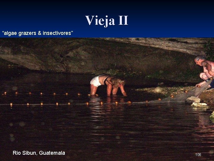 Vieja II “algae grazers & insectivores” Rio Sibun, Guatemala 106 