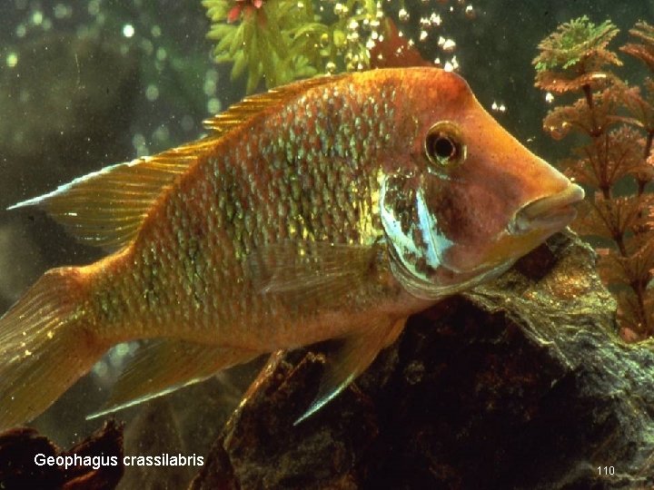 Geophagus crassilabris 110 