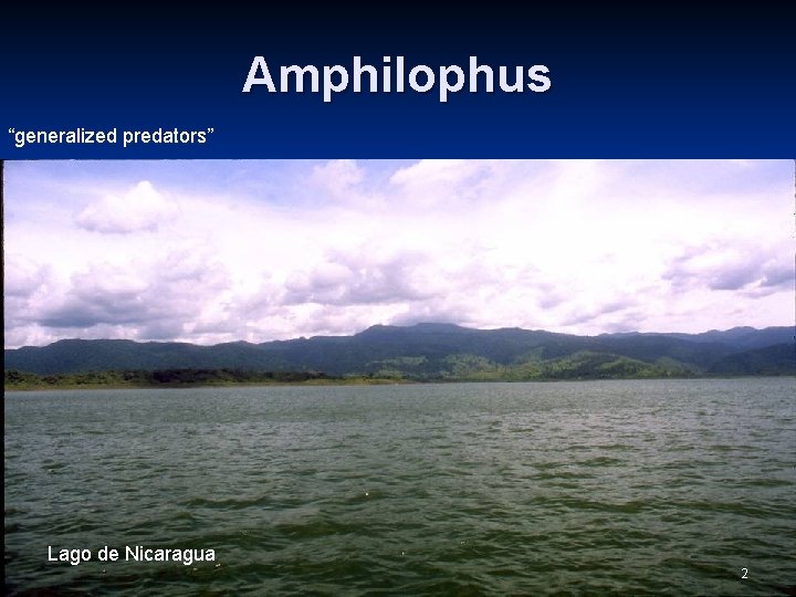 Amphilophus “generalized predators” Lago de Nicaragua 2 