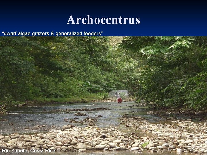 Archocentrus “dwarf algae grazers & generalized feeders” Rio Zapote, Costa Rica 22 