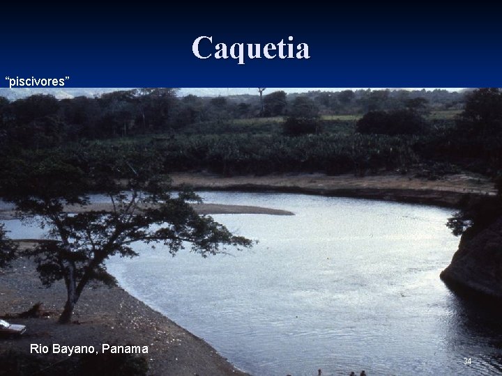 Caquetia “piscivores” Rio Bayano, Panama 34 