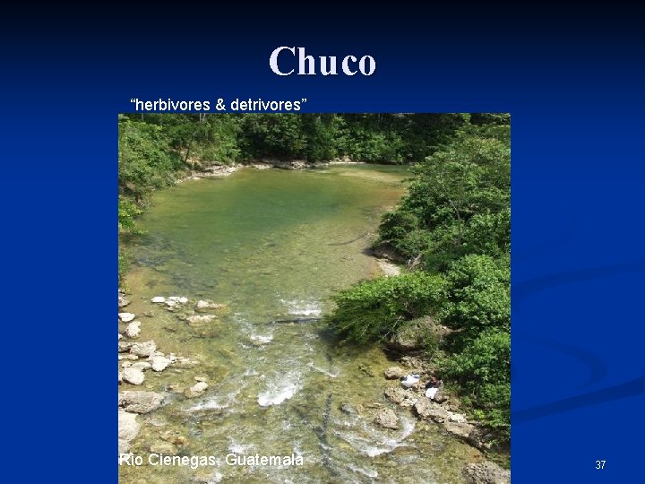 Chuco “herbivores & detrivores” Rio Cienegas, Guatemala 37 