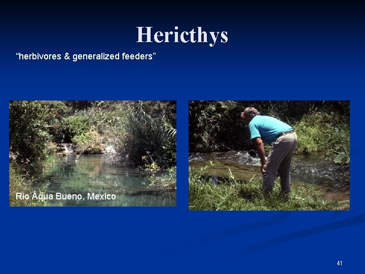 Hericthys “herbivores & generalized feeders” Rio Aqua Bueno, Mexico 41 