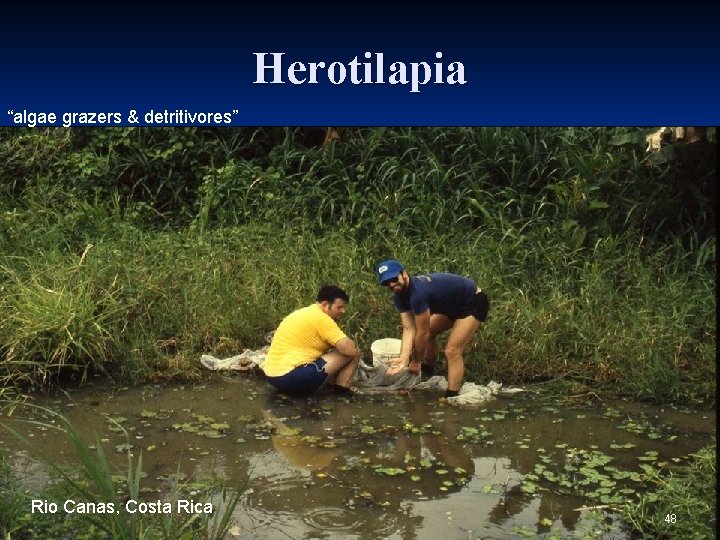 Herotilapia “algae grazers & detritivores” Rio Canas, Costa Rica 48 