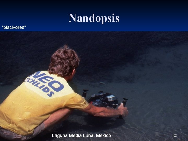 Nandopsis “piscivores” Laguna Media Luna, Mexico 52 