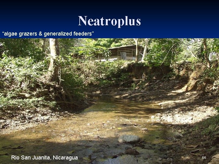 Neatroplus “algae grazers & generalized feeders” Rio San Juanita, Nicaragua 64 