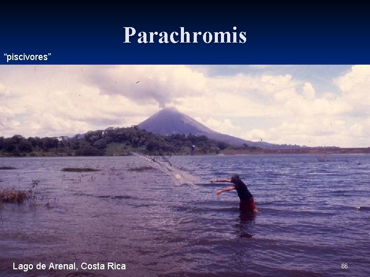 Parachromis “piscivores” Lago de Arenal, Costa Rica 66 
